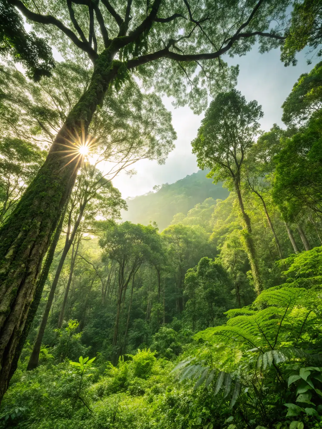 A serene image of a lush forest with diverse plant life, representing the organization's commitment to habitat conservation and biodiversity.